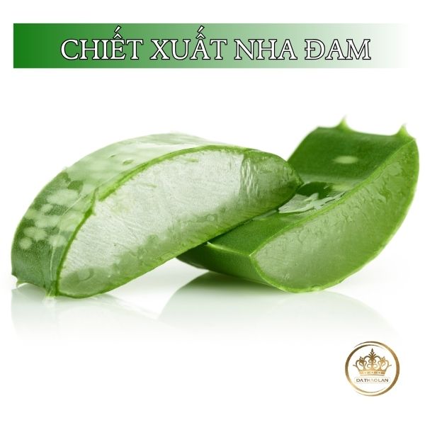 [LỢI ÍCH] của chiết xuất nha đam (Aloe Vera Extract) đối với làn da: Nguyên liệu gia công mỹ phẩm thiên nhiên